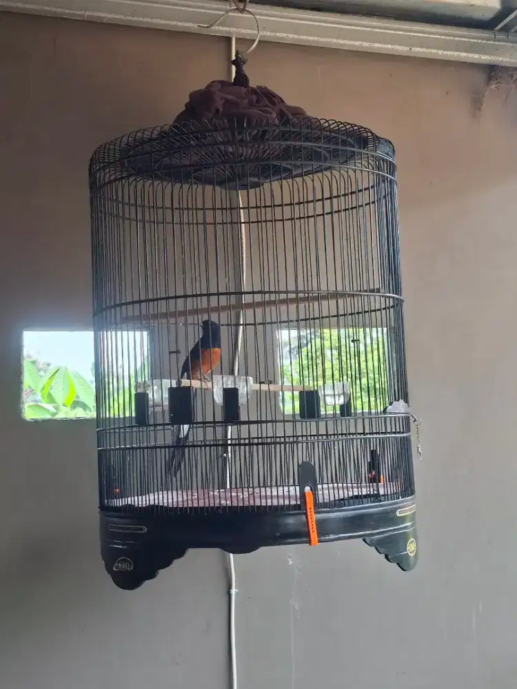Burung Murai Batu Medan Gacor