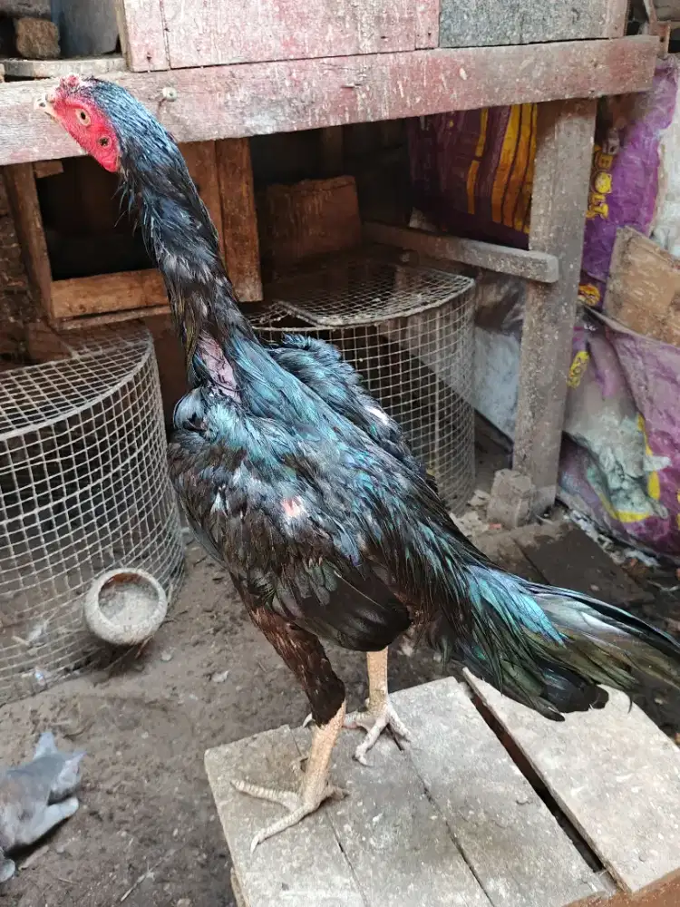 Jual ayam jago Bangkok tehnik