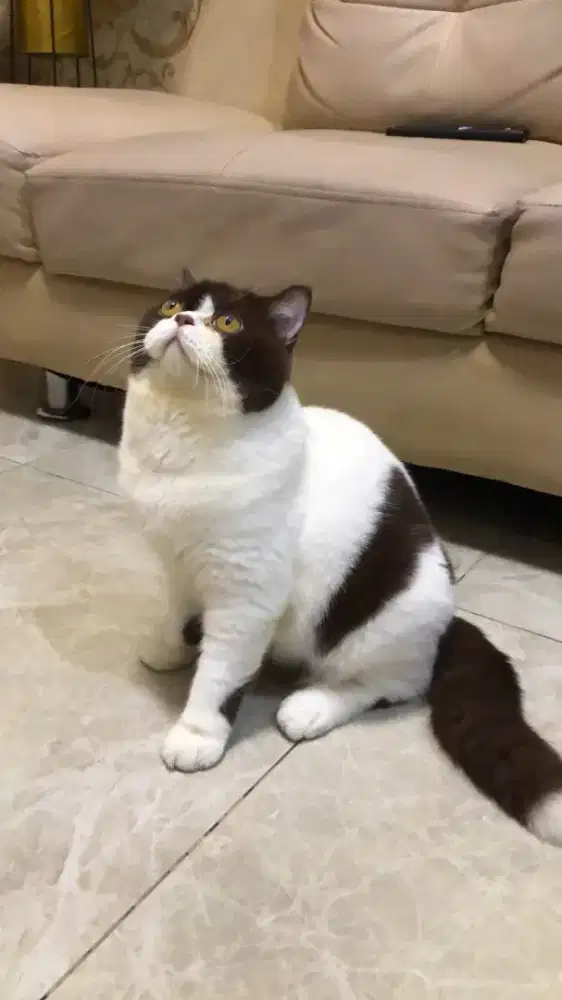 British shorthair