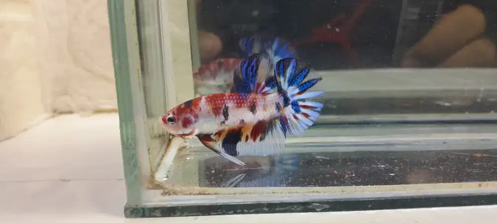 Plakat Multi Metalik
