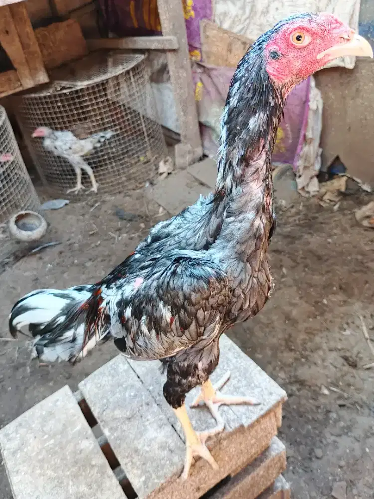 Jual ayam jago Bangkok tehnik