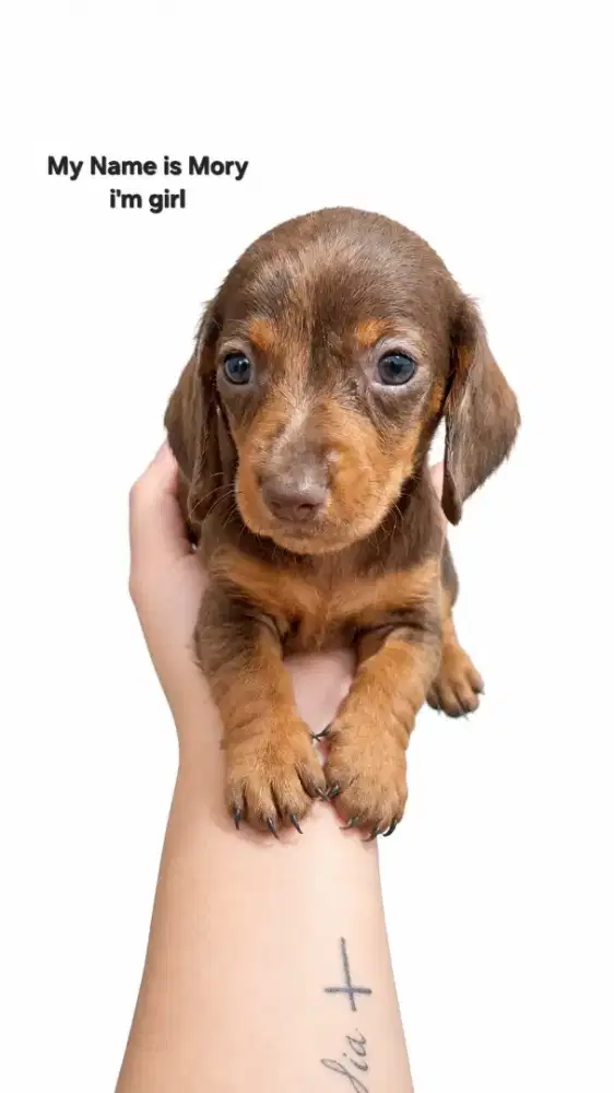 Anakan anjing tekel ( pure )