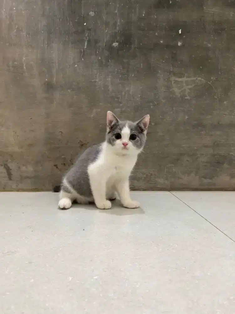 Kucing British short hair