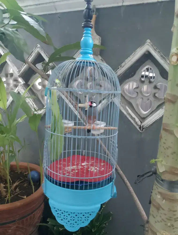 Burung belong / Jawa harian rajin bunyi