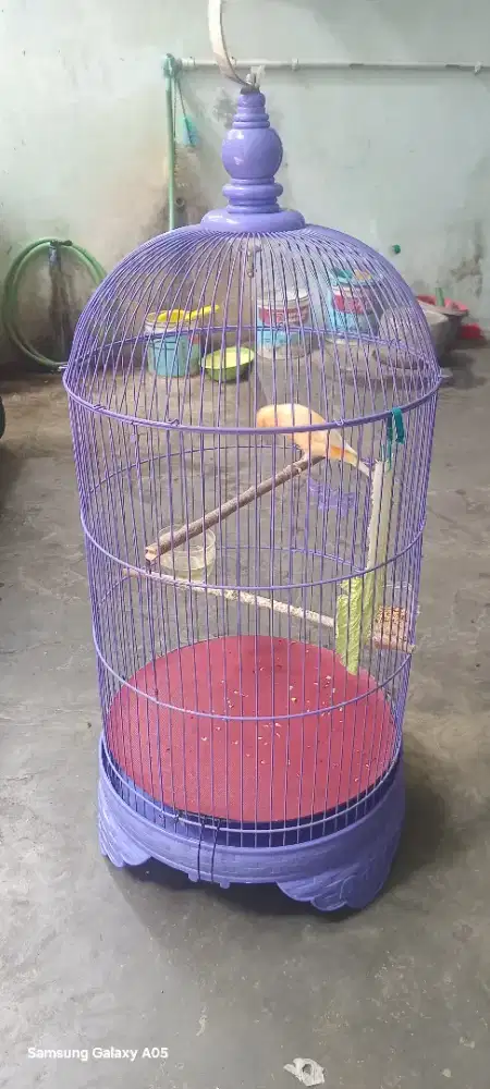 Mau jual kenari loper fullset