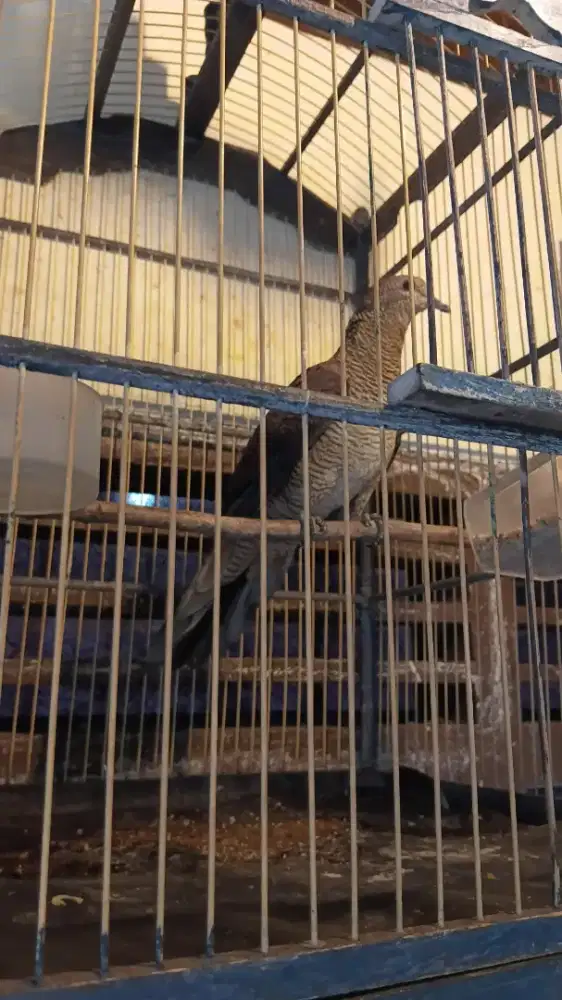 Burung uncal burja