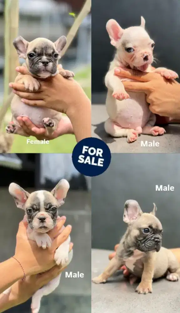 French bulldog puppy 2 bln