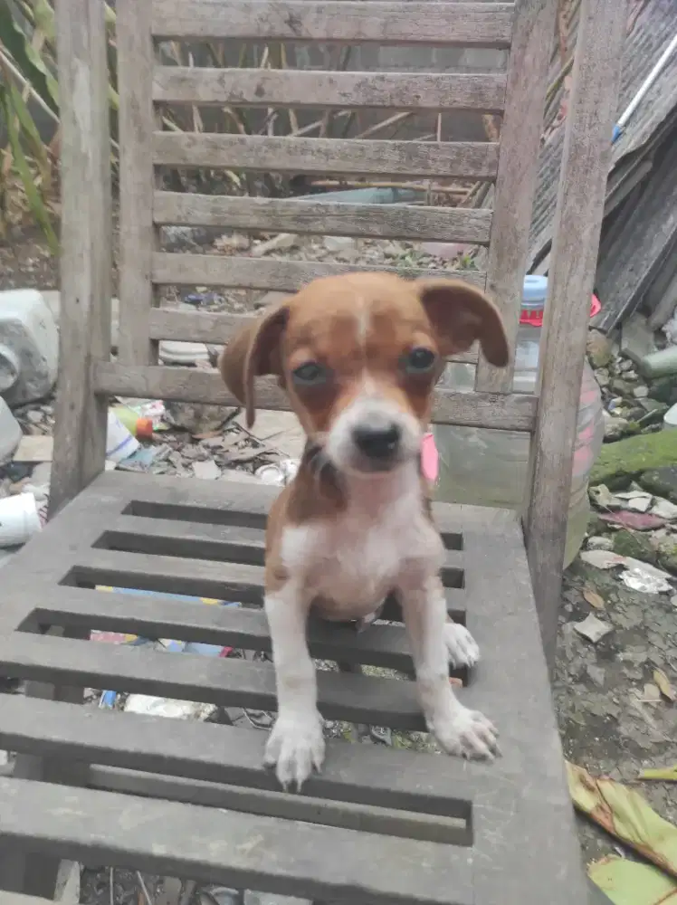 Anjing mix chihuahua dan mini pincher