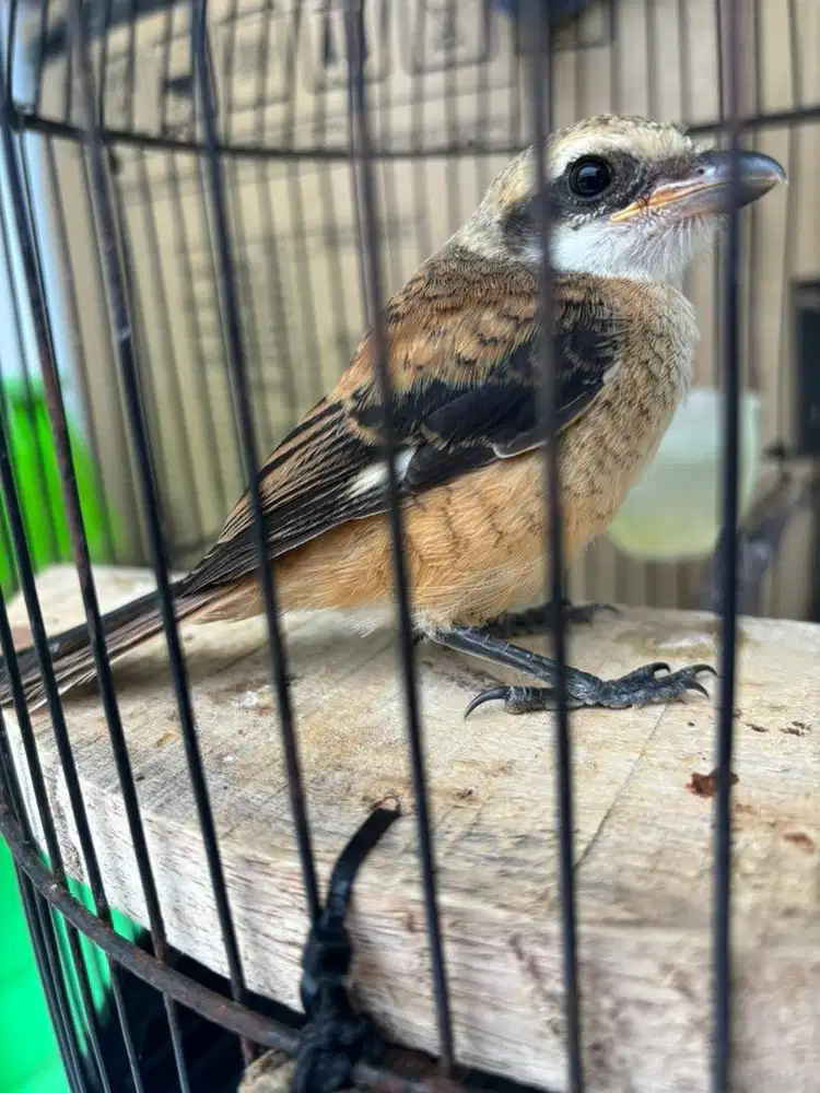 Burung Cendet Anakan Mandiri