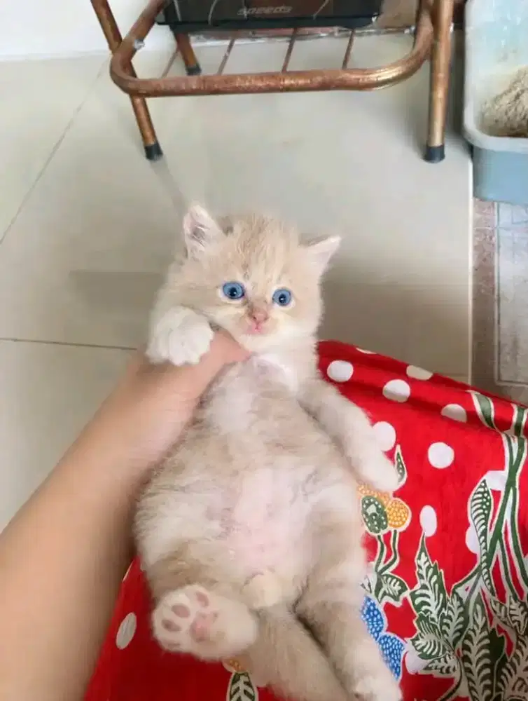 Kitten flatnose mix ragdoll usia 2 bulan jantan