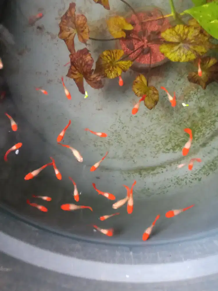 ikan guppy macam macam jenis