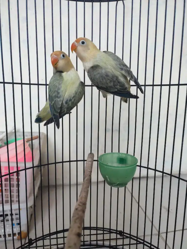 Lovebird biola pb euwing  sepasang remaja