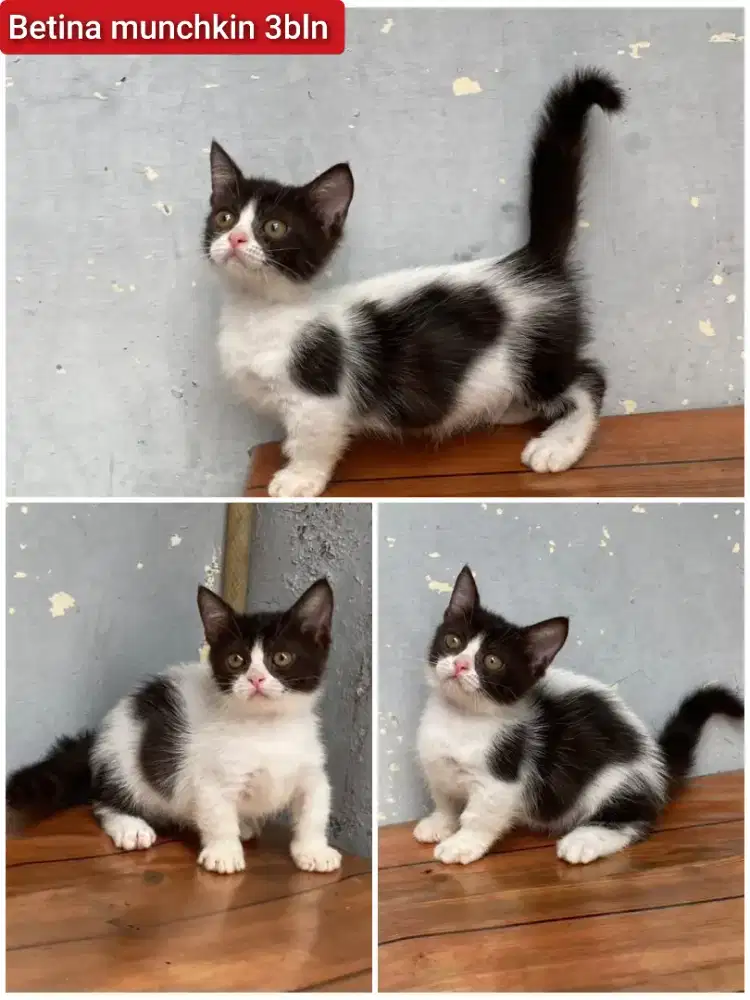 Lepas adopsi kucing persia munchkin