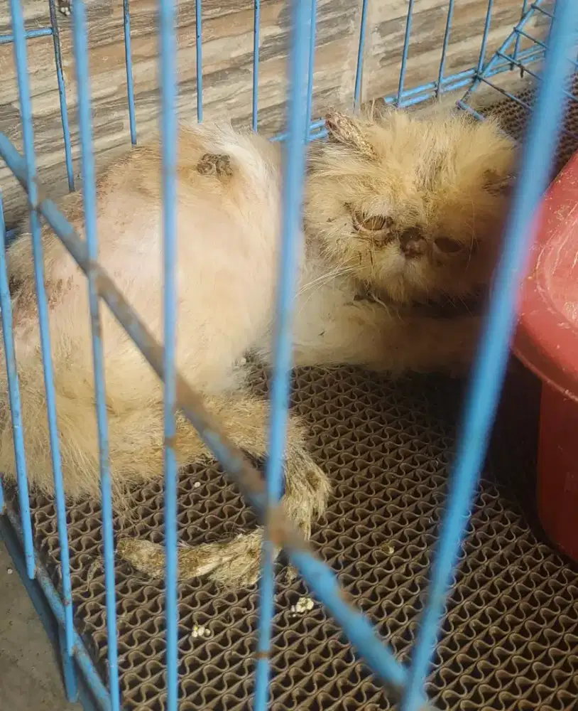 Kitten Peaknose Pure, Kondisinya jamuran, warna krim