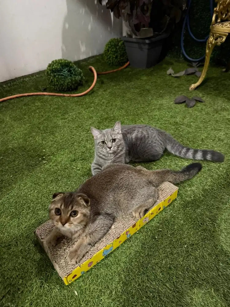 KITTEN BSH & Scottish