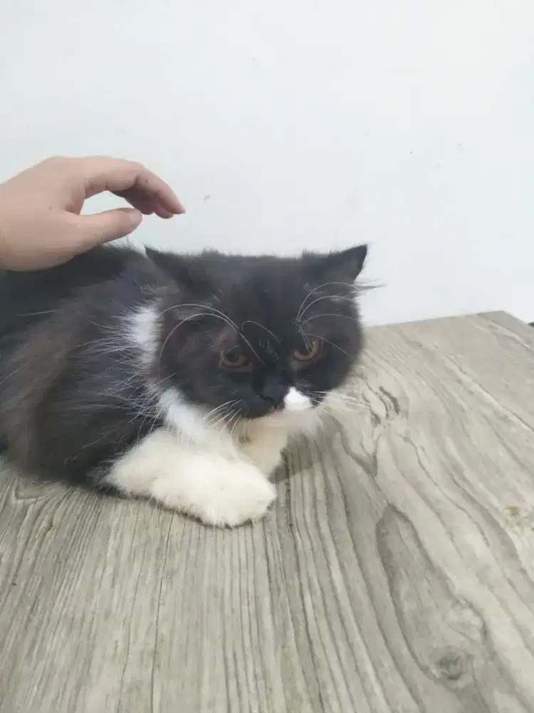 Lepas Adopt Bagi yang mau ajah... Urgent pulang kampung.