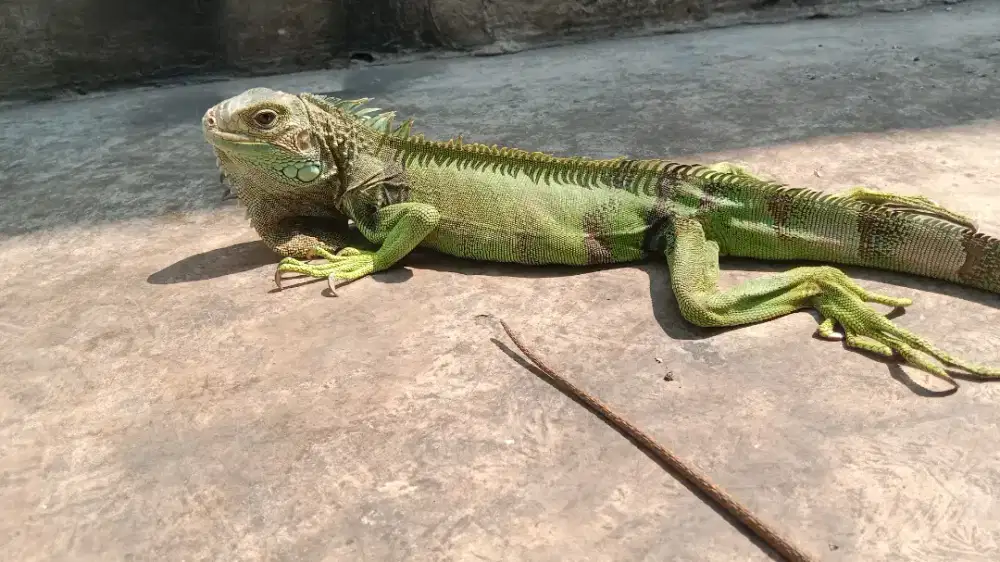 iguana green colom