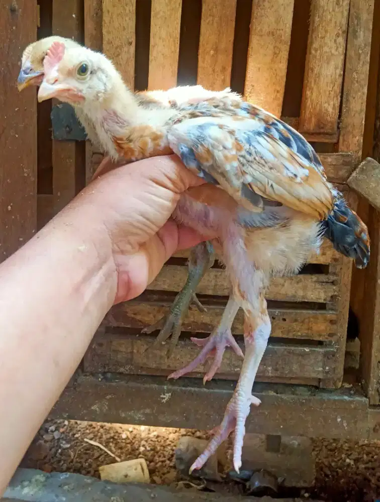 AYAM PELUNG 2 PASANG