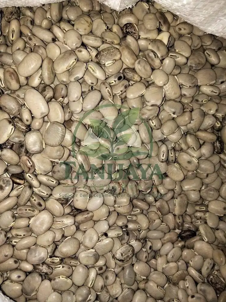 Jual Benih Mucuna Conchinchinensis MC untuk LCC Tambang dan Sawit