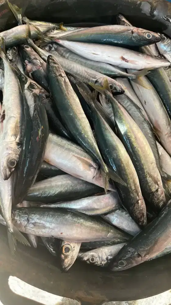 cari anggota buat belanja sayuran dan ikan di pasar