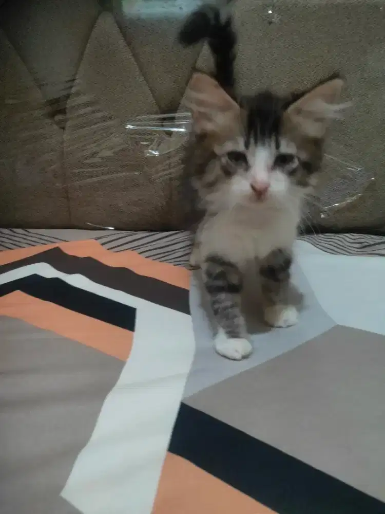 Kucing kitten persia mix mainecoon betina