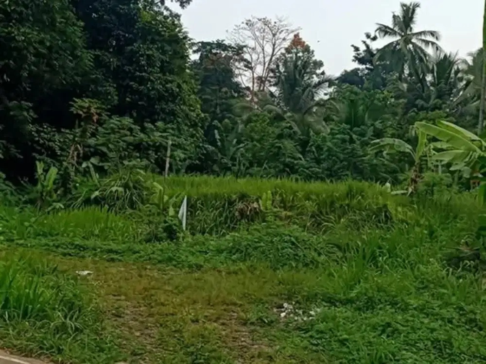 Tanah Strategis Ciomas Luas 7.500 Meter Persegi - Rp2 Miliar
