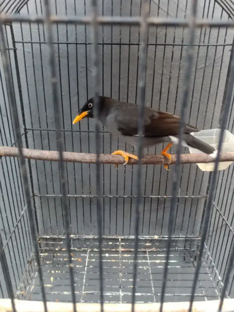 Jalak Kebo Gacor