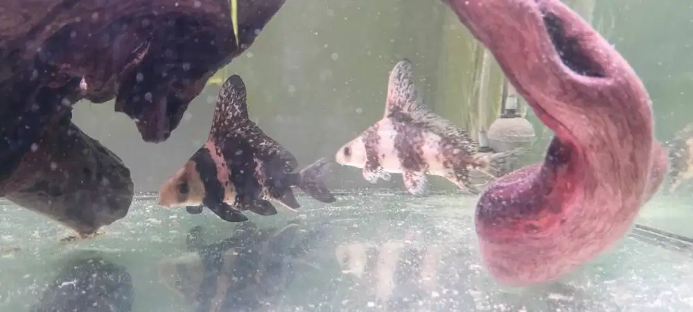 Borongan Ikan CHF