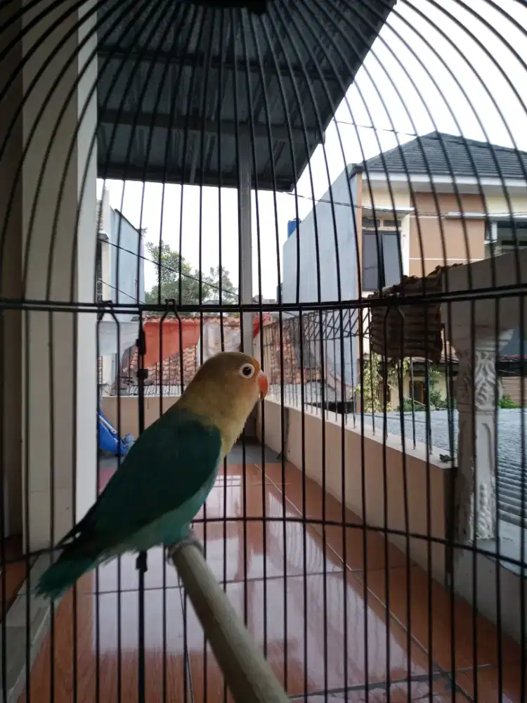 Burung love bird PB blue
