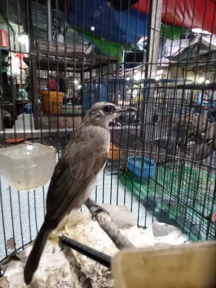 Burung crokcokan