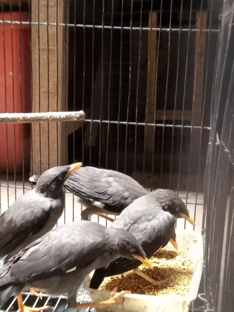 Burung jalak hitam