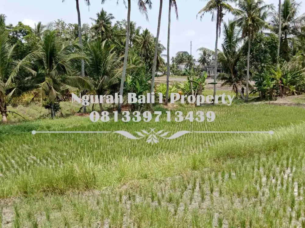 Disewakanl Tanah Murah Luas 11 Are Pemandangan Sawah di Ubud