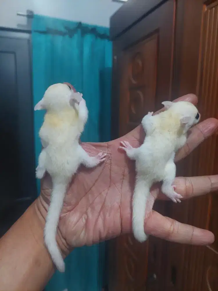 Joey leucistic murah