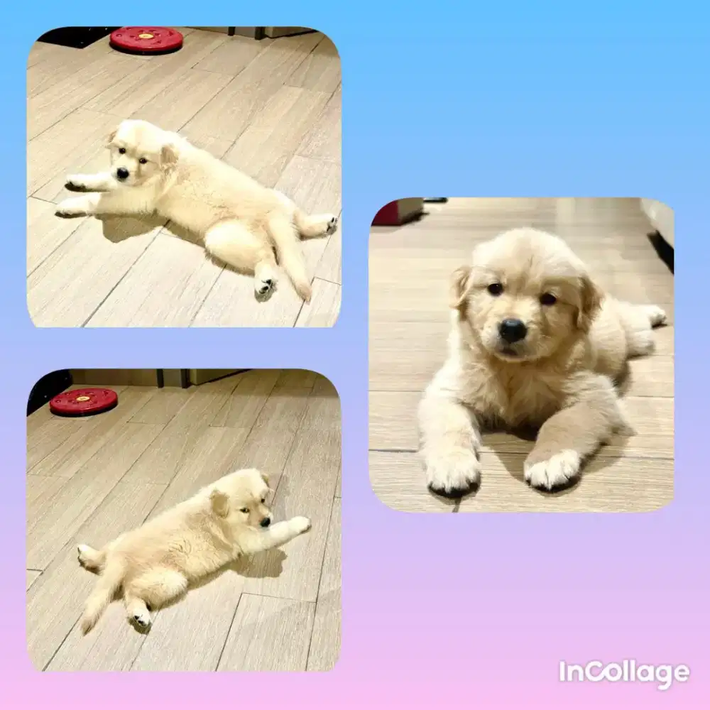 Anak Anjing Golden Retriever Betina