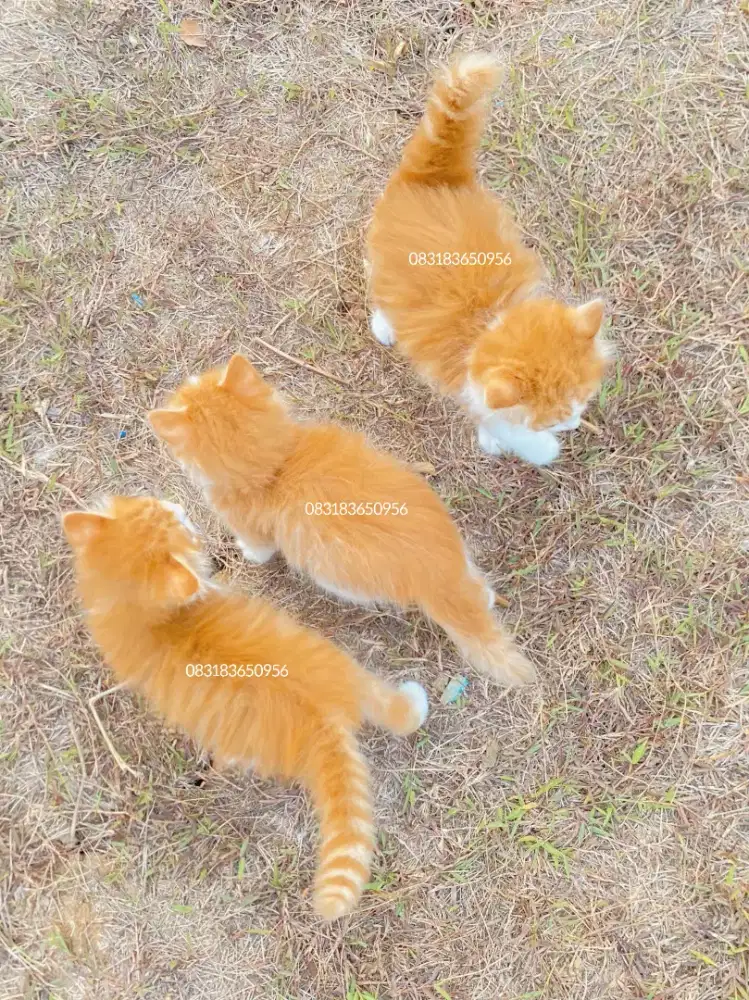 Kucing Persia X Bsh
