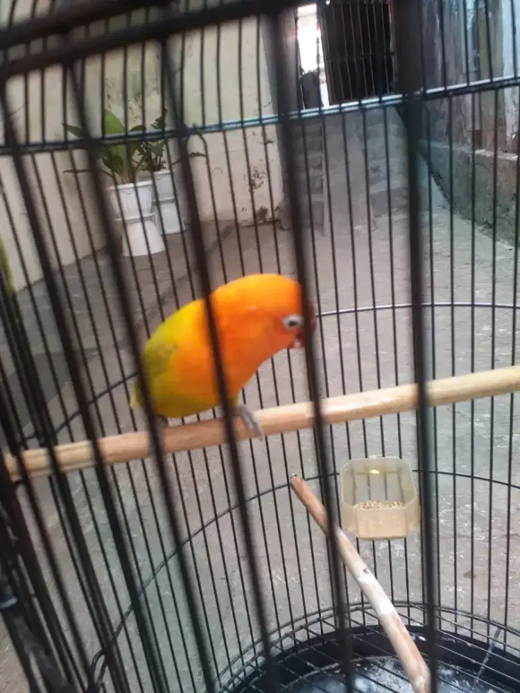 Love bird josan jantan