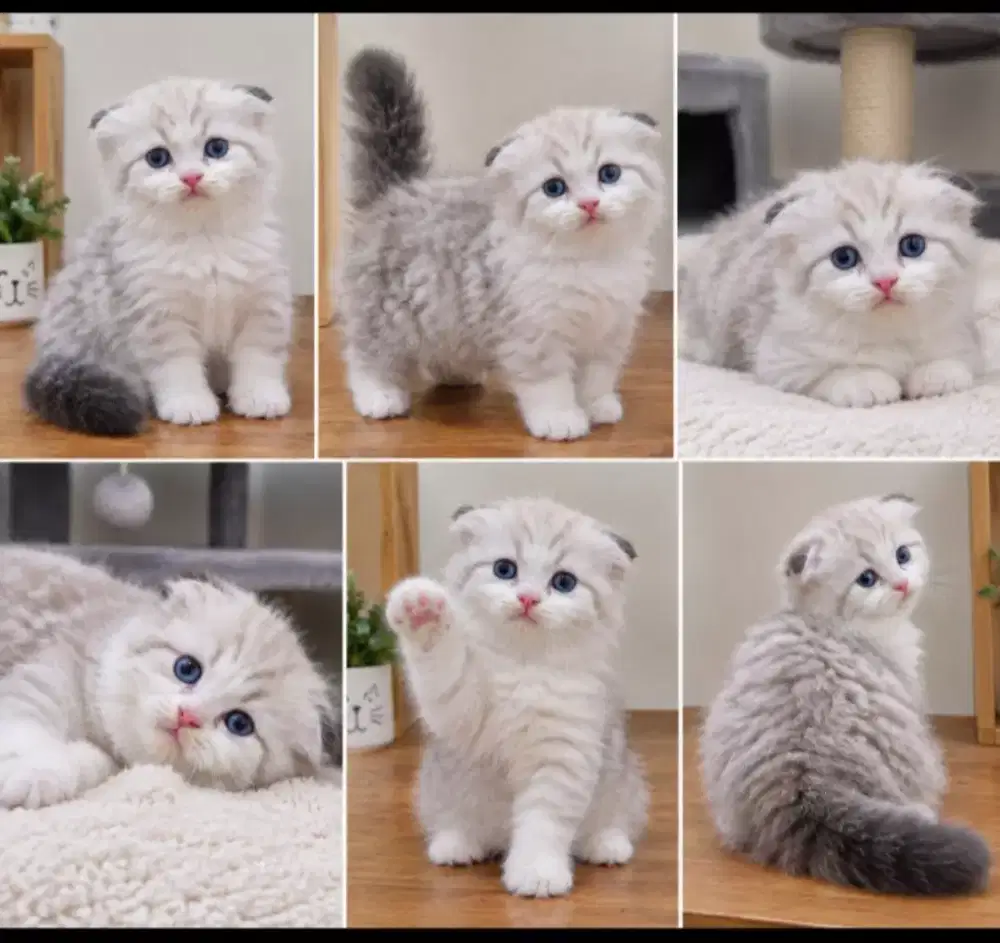 Scottish fold male super cute mata deep blue