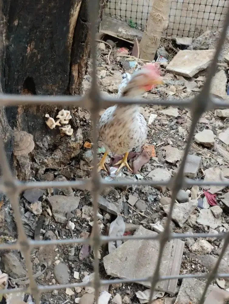 Ayam ketawa betina Cantik sdh produksi sekali