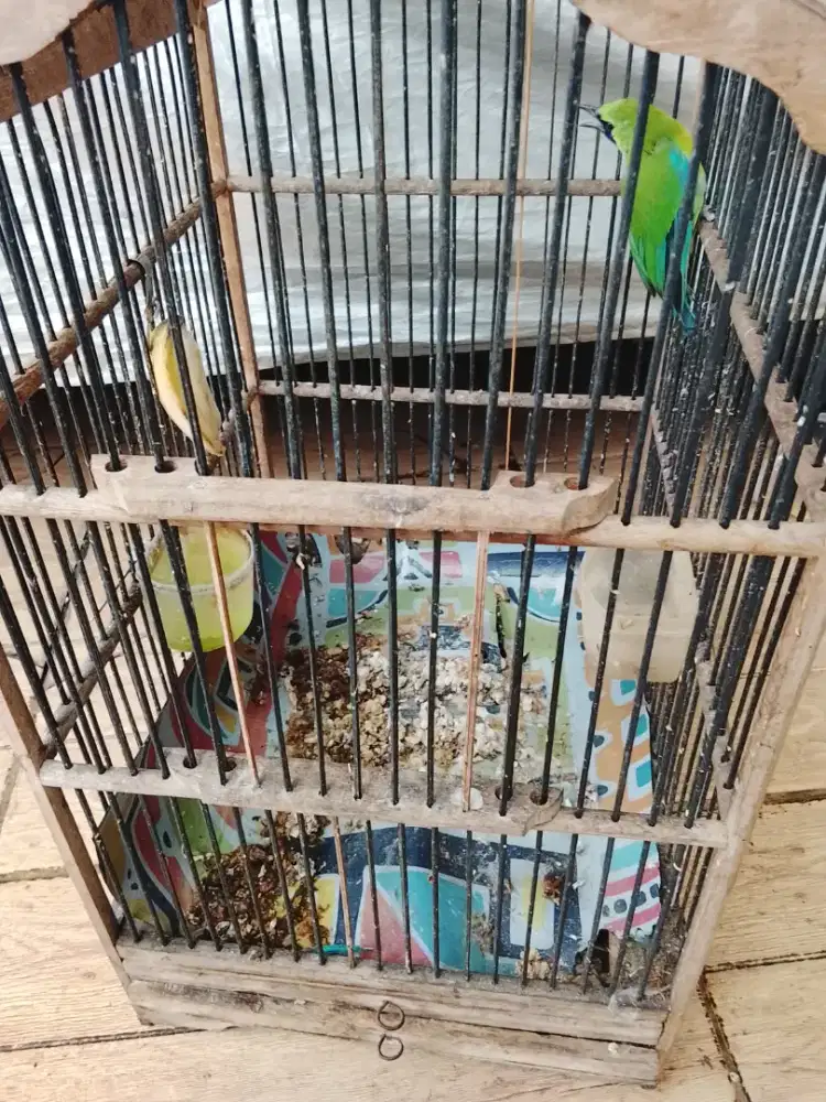 Jual burung cak ranting