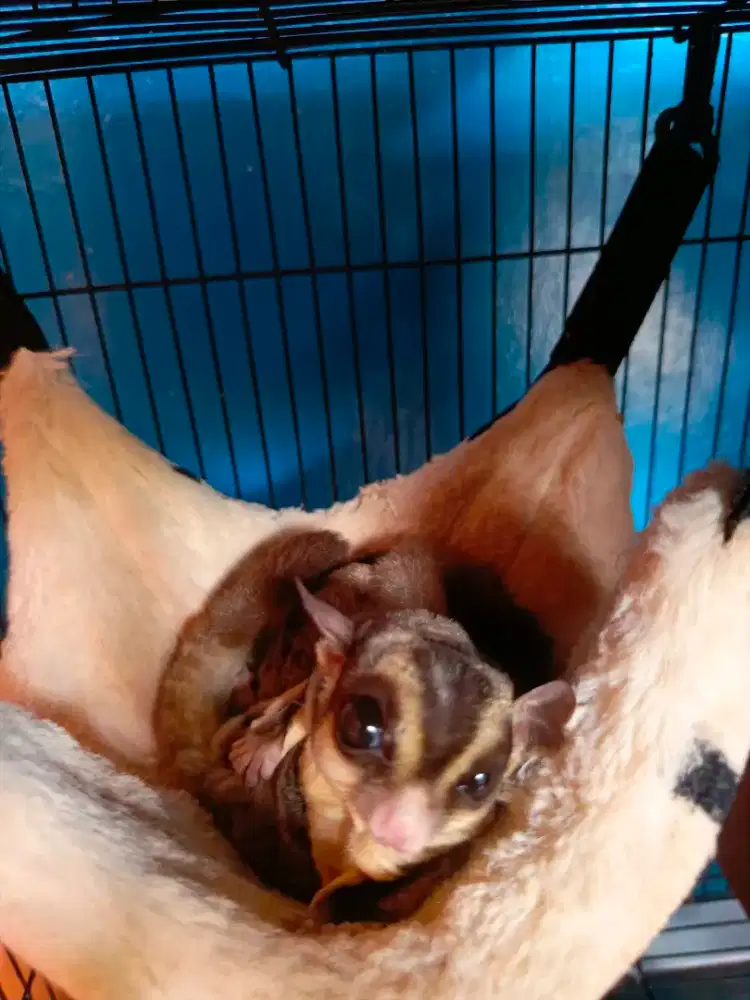 Jual SugarGlider 3 ekor dewasa