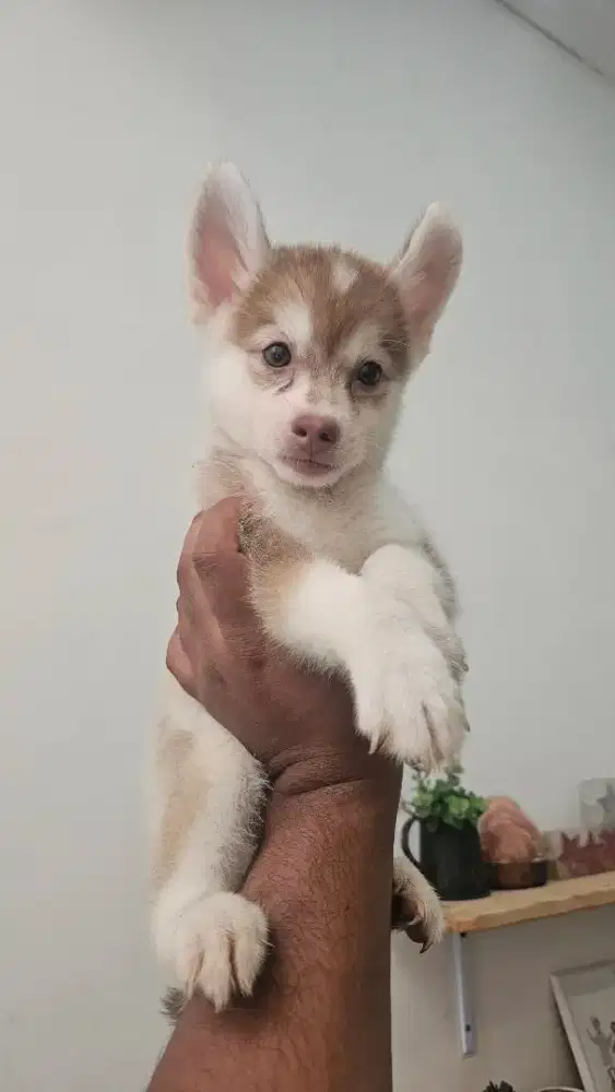 Anak anjing Pomsky (pom mix husky)