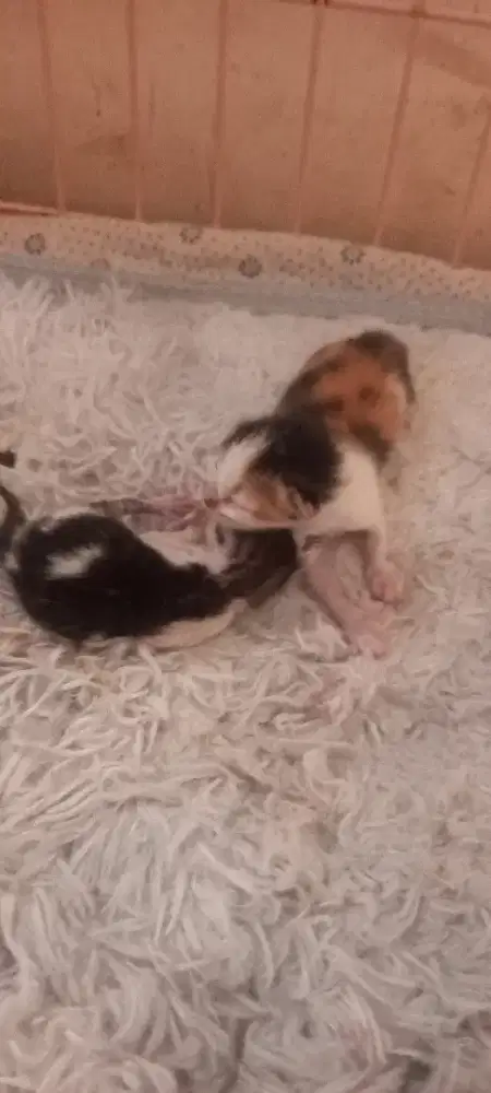Anak kucing free adopt