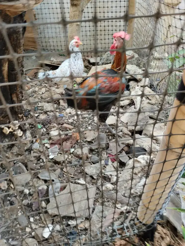 Ayam pelung jantan usia remaja