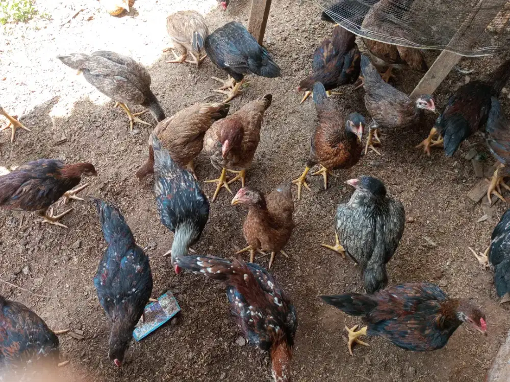 Ayam kampung  KUB