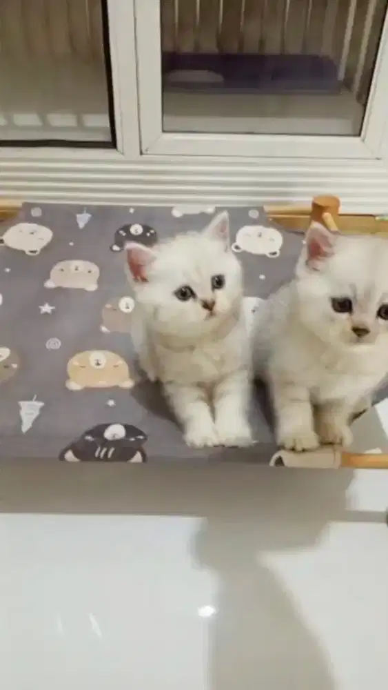 Kitten Bsh silver Betina jantan