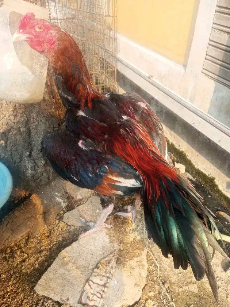 Ayam Bangkok murah