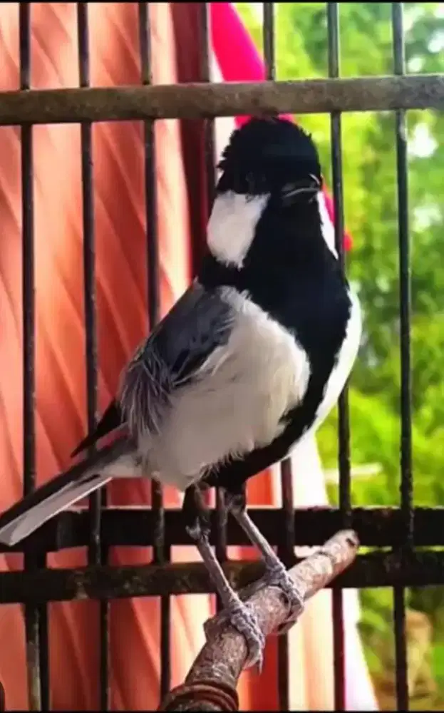 Gelatik batu wingko