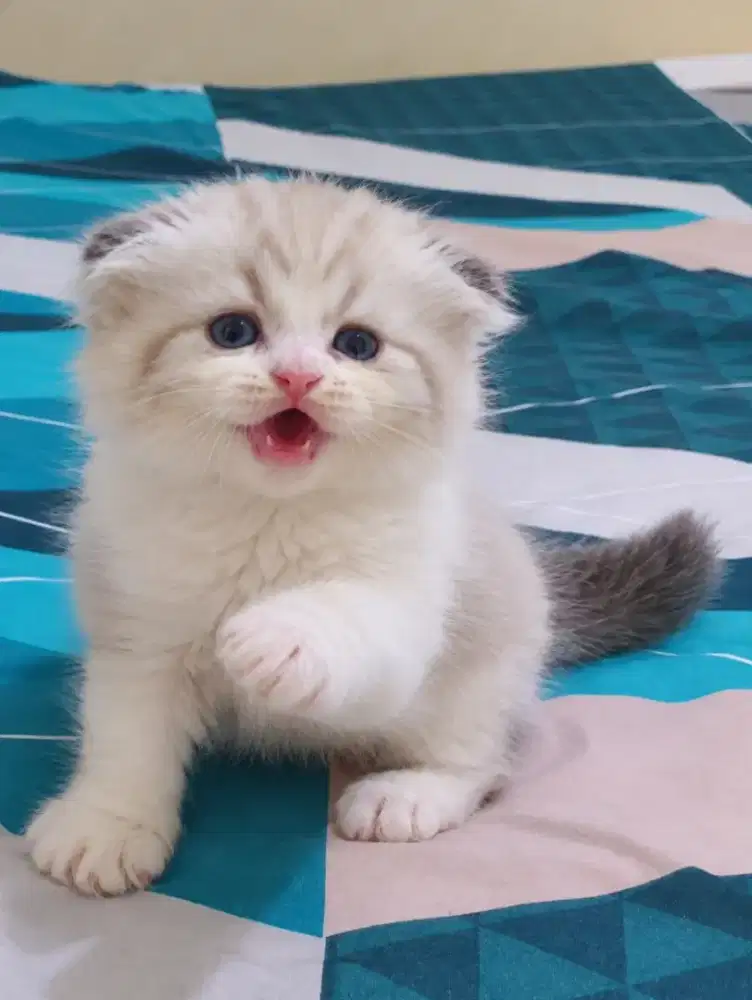 Scottish fold jantan