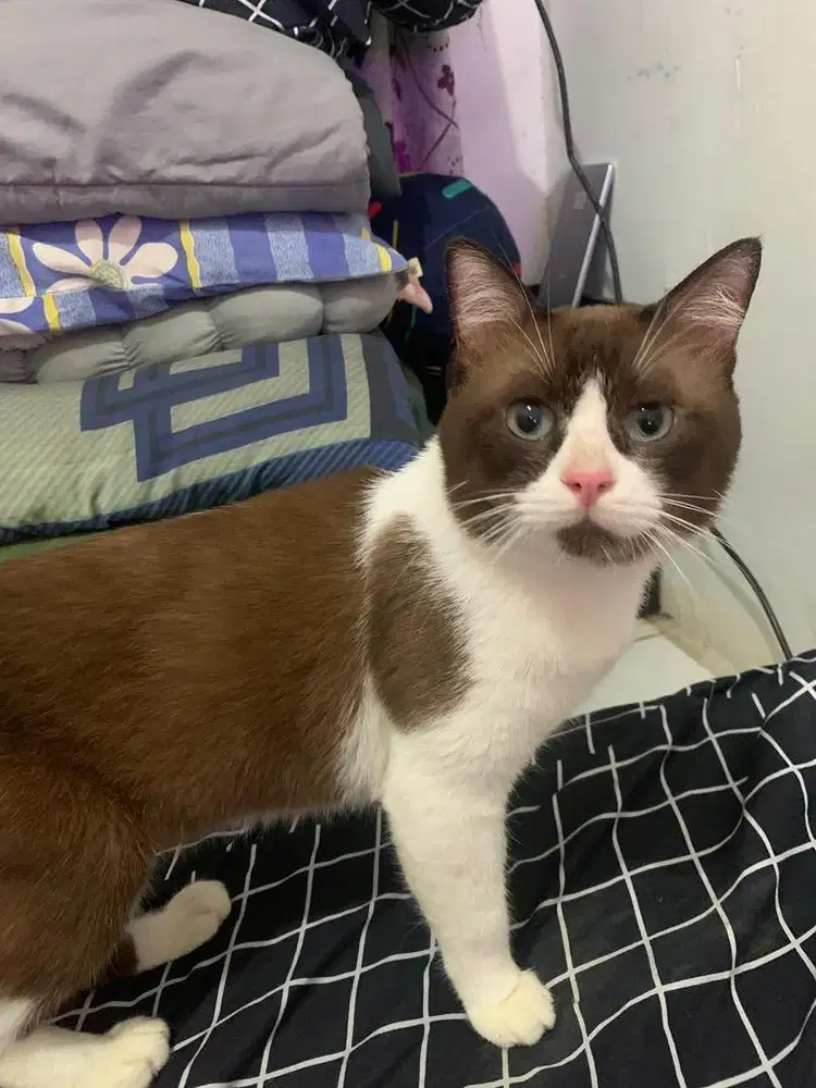 Kucing Shorthair Cinnamon