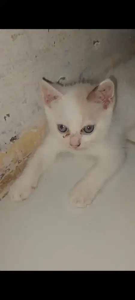 Kucing anggora medium